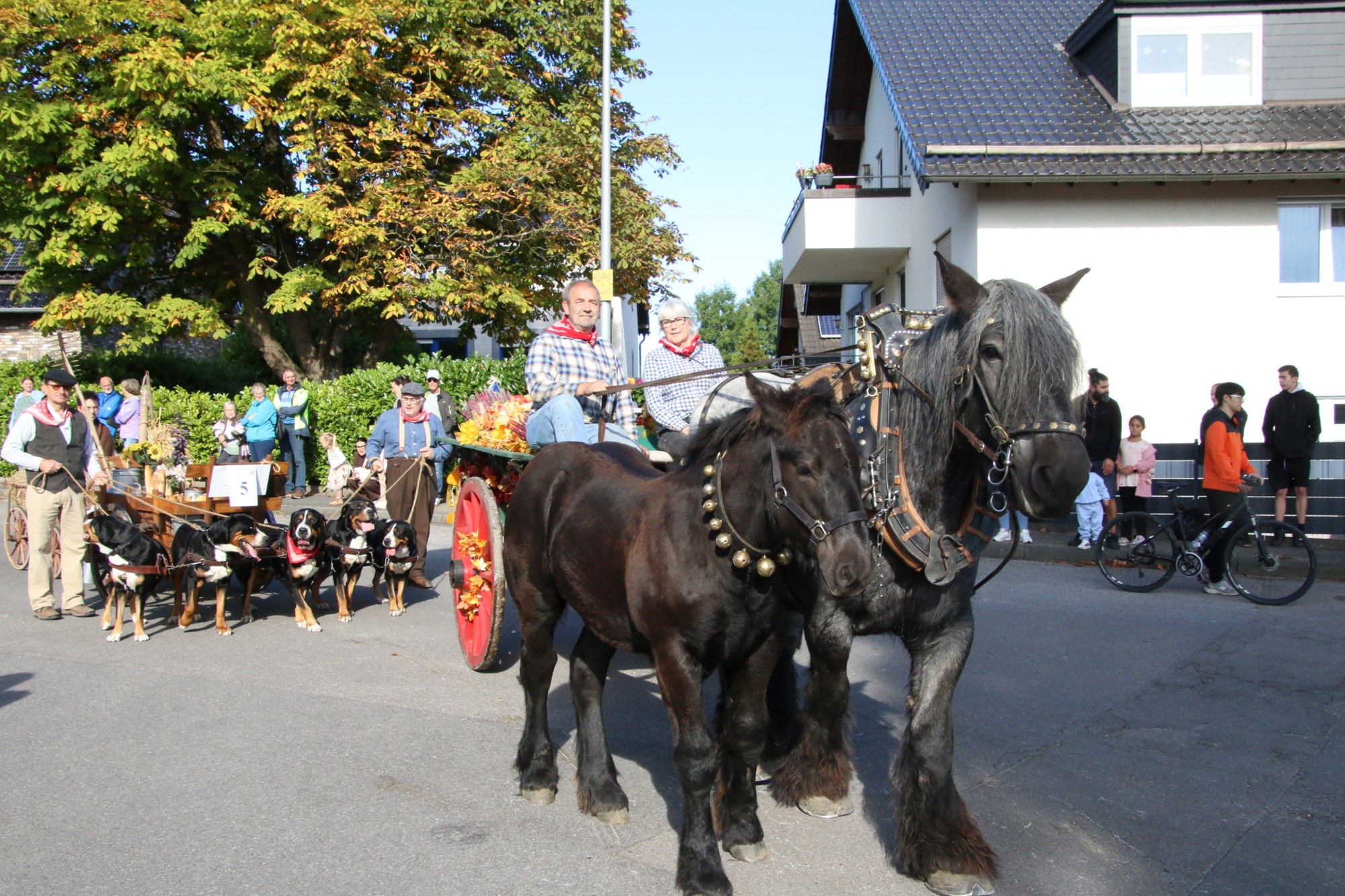 Kaltblutpferde auf der Zugstrecke beim Erntedankzug Walheim 2026.
