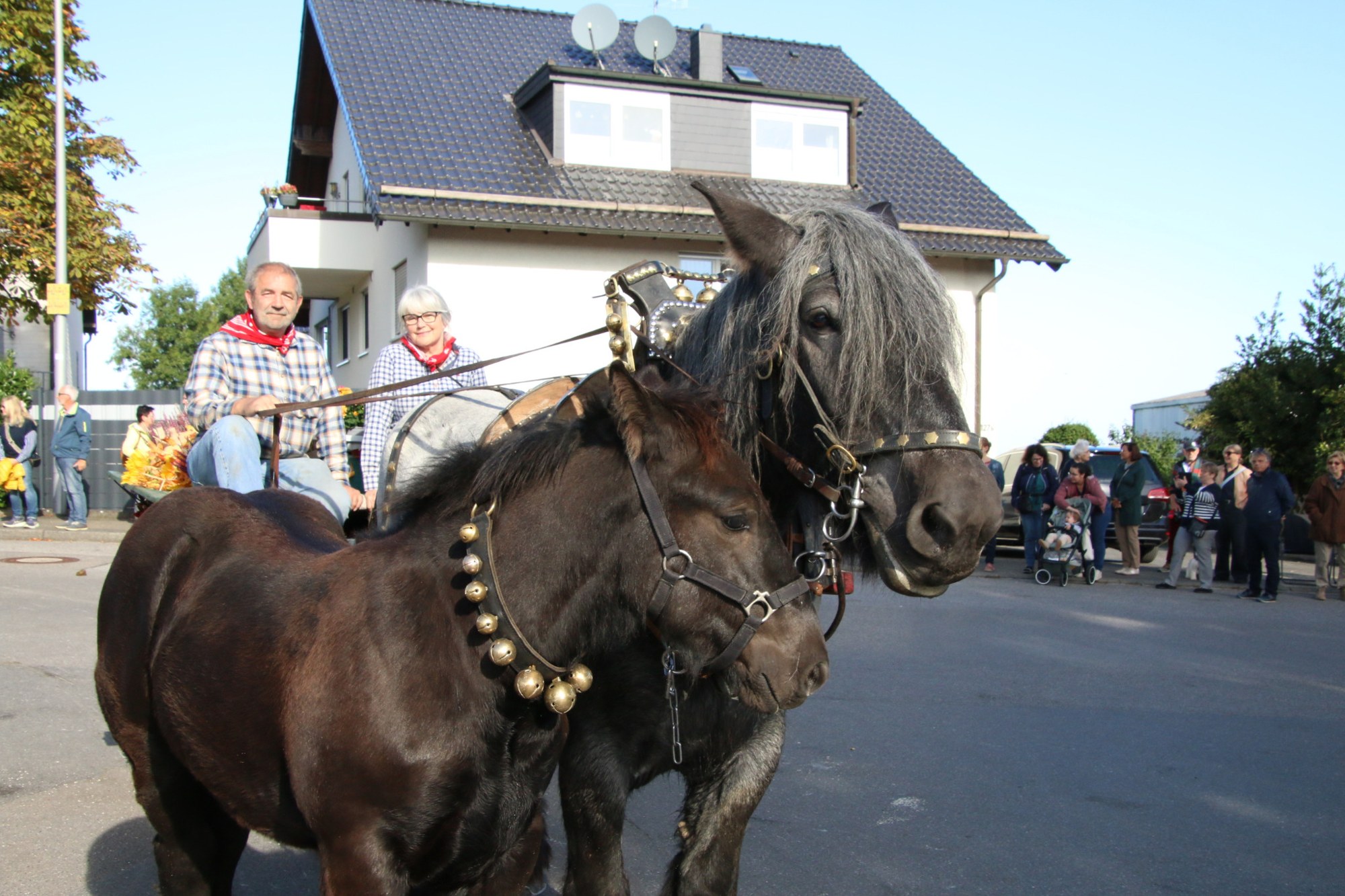 Braunes Pferd vor einem Festwagen beim Erntedankzug Walheim 2026.