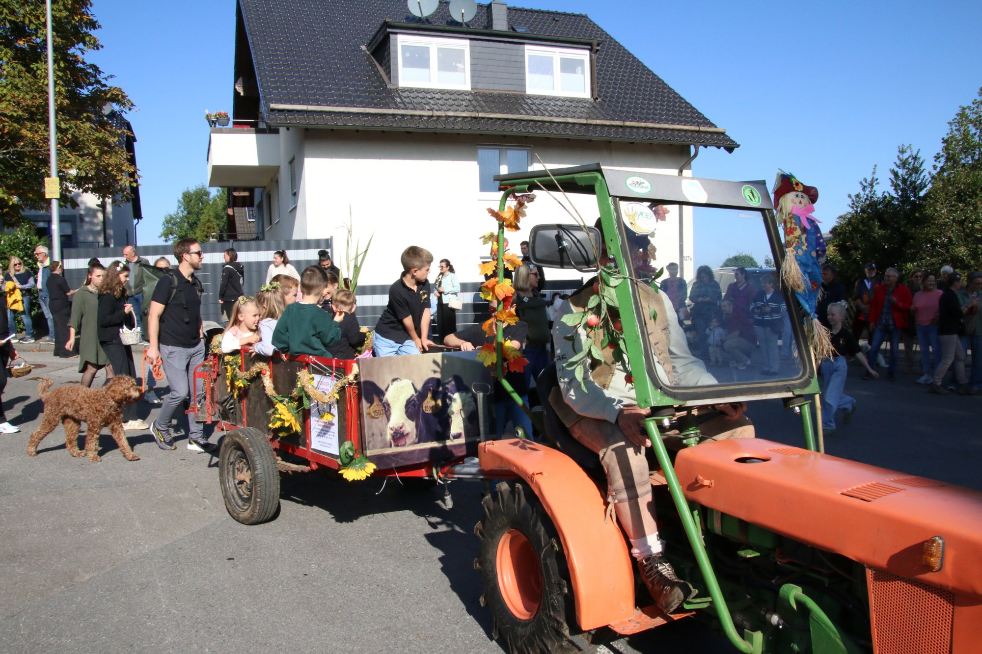 Orangefarbener Traktor mit Anhänger beim Erntedankzug Walheim 2026.